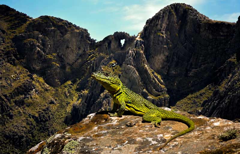 Iguana de Cobre (Pristidactylus casuhatiensis) en Sierra de la Ventana
